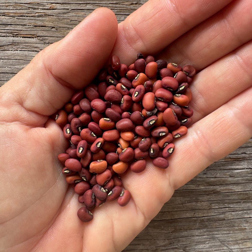 Sea Island Red Pea