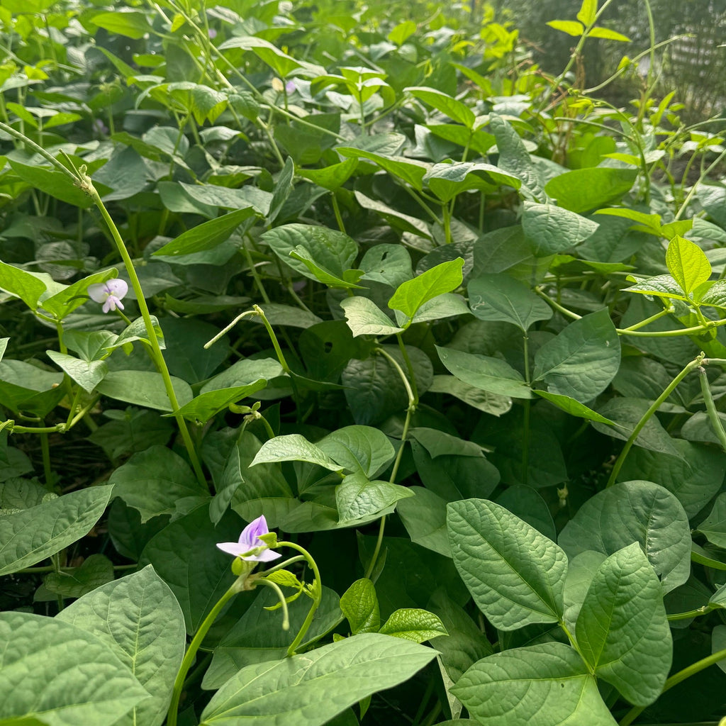 Sea Island Red Pea