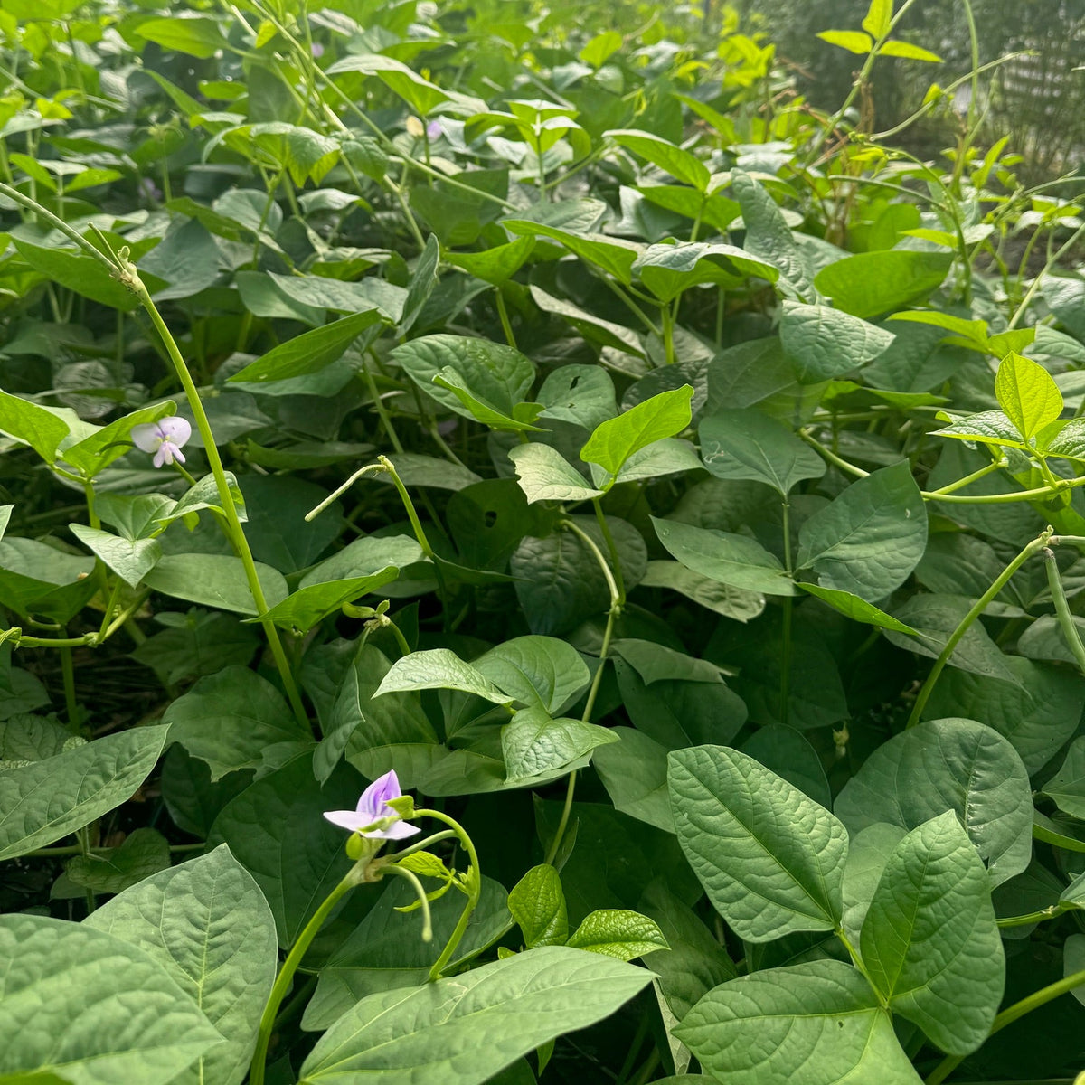 Sea Island Red Pea