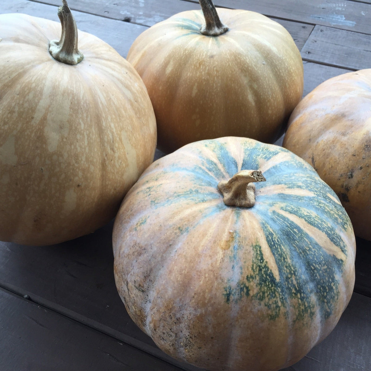 Seminole Pumpkin