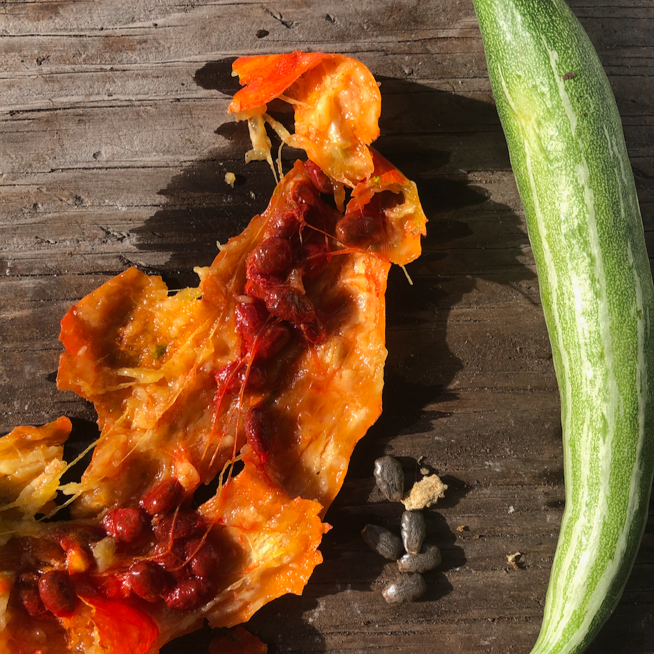 Snakegourd