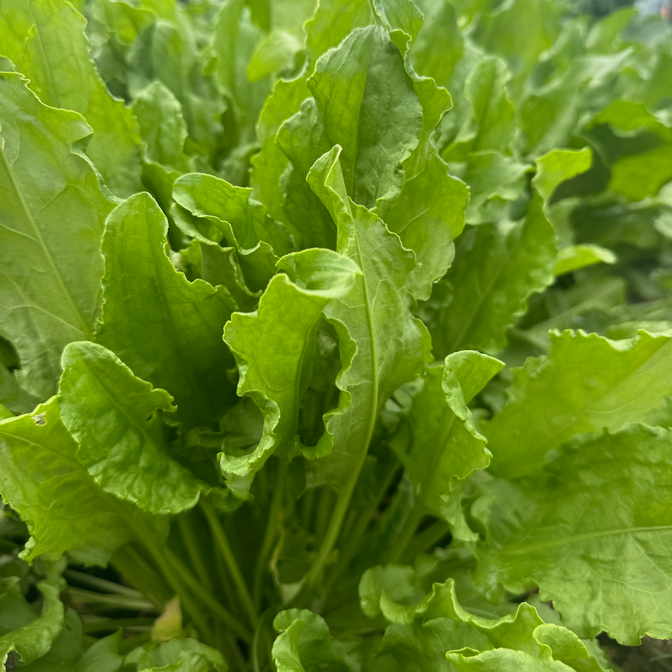 Sorrel