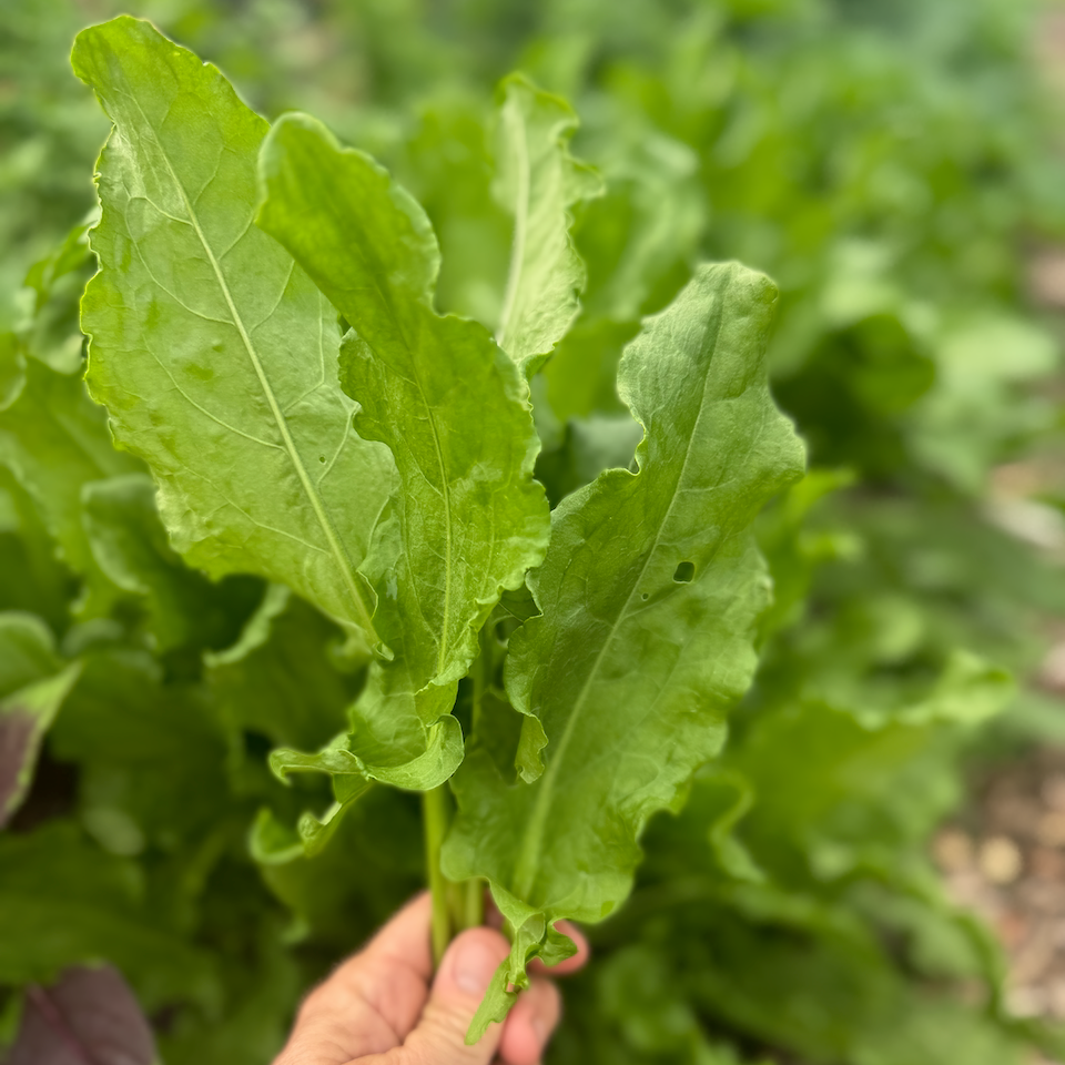 Sorrel