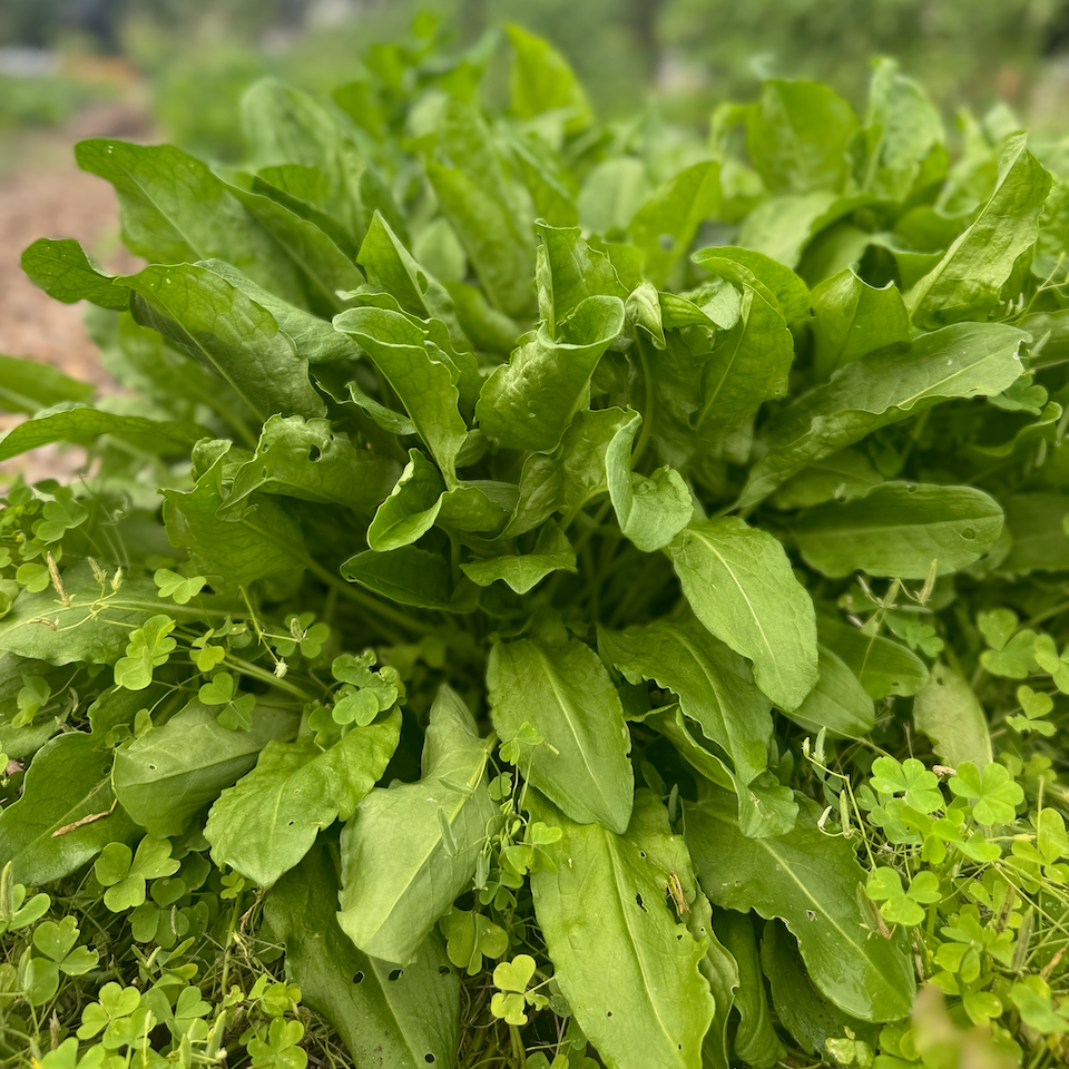 Sorrel