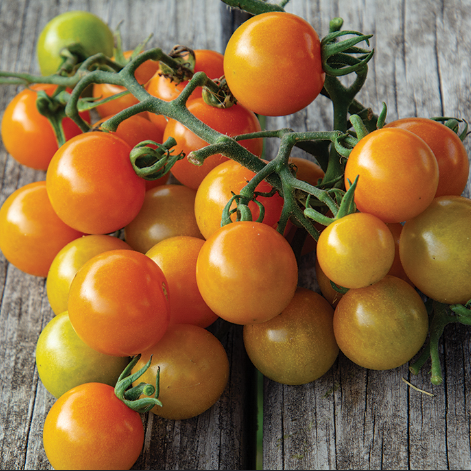 Sungold (F1 Hybrid)- Live Plant PRE-ORDER
