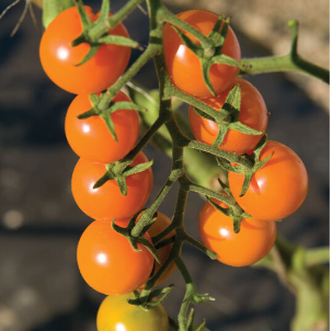Sungold (F1 Hybrid)- Live Plant PRE-ORDER