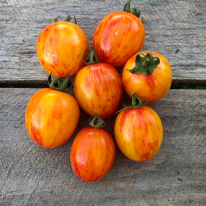 Sunrise Bumblebee- Live Plant PRE-ORDER