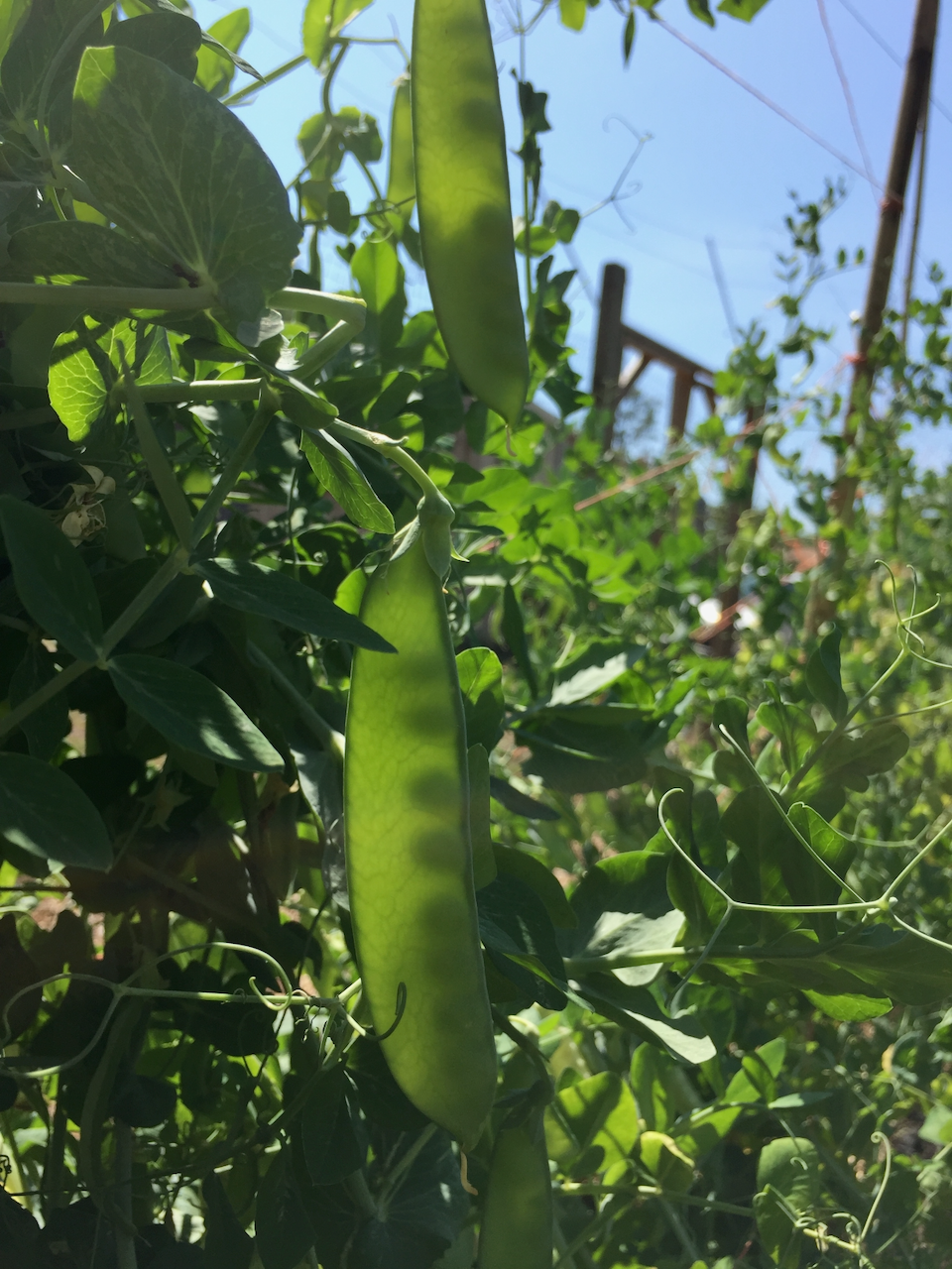 Sutton's Harbinger Sweet Pea (pole)