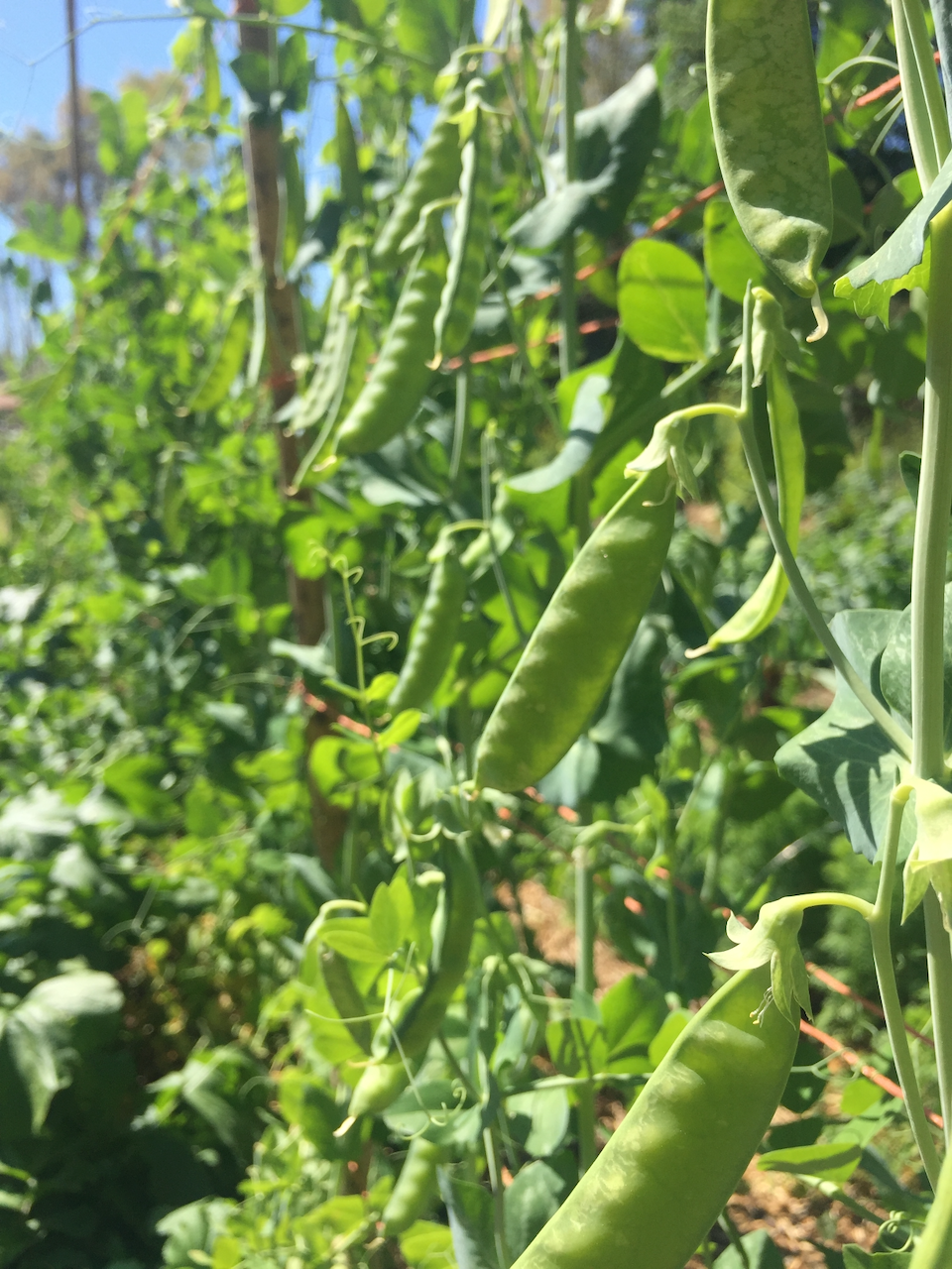 Sutton's Harbinger Sweet Pea (pole)