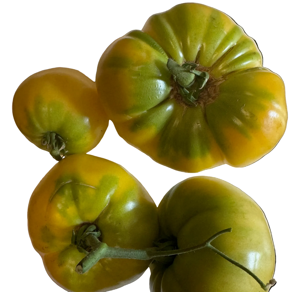 TC Jones Tomato