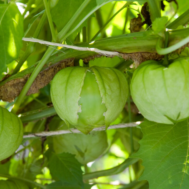 Tomatillo, Green- Live Plant PRE-ORDER