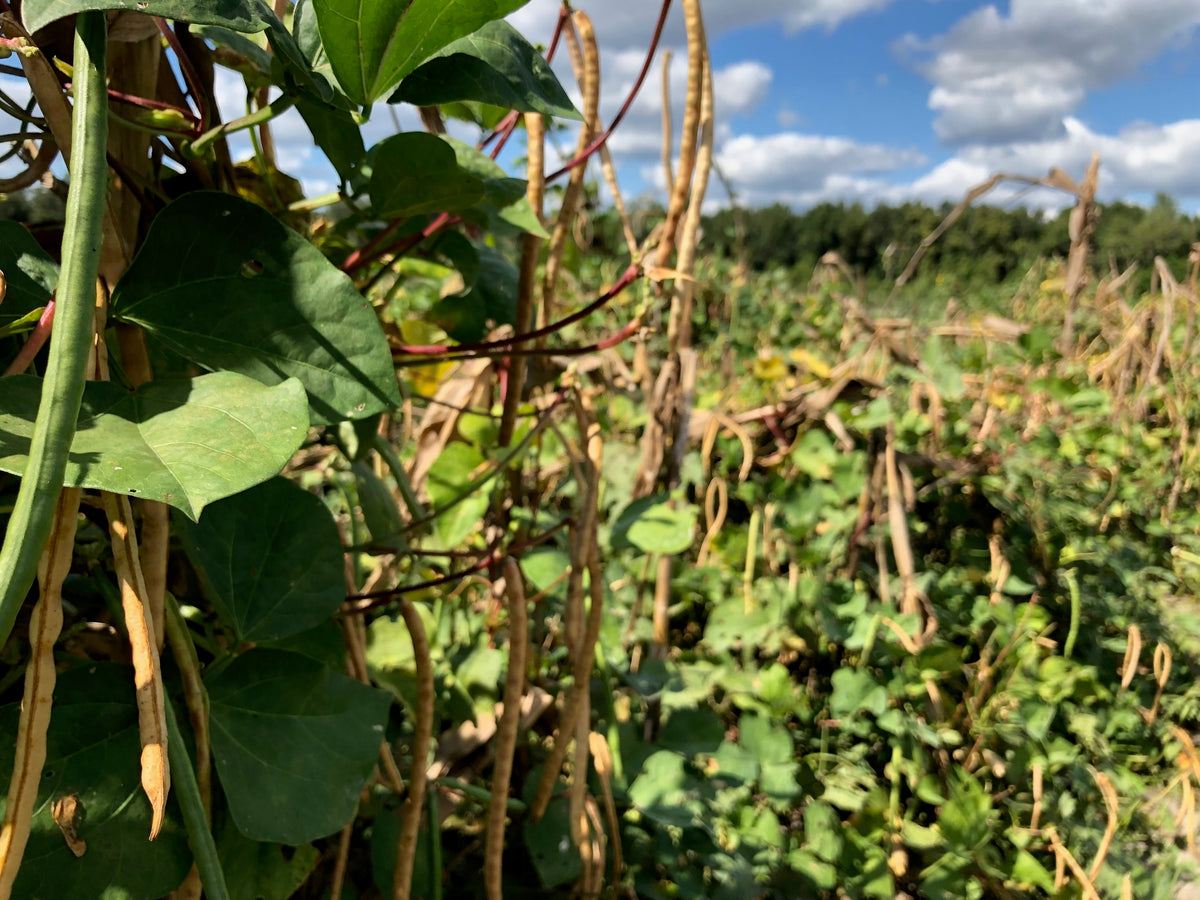 Tyler Cowpea (pole)