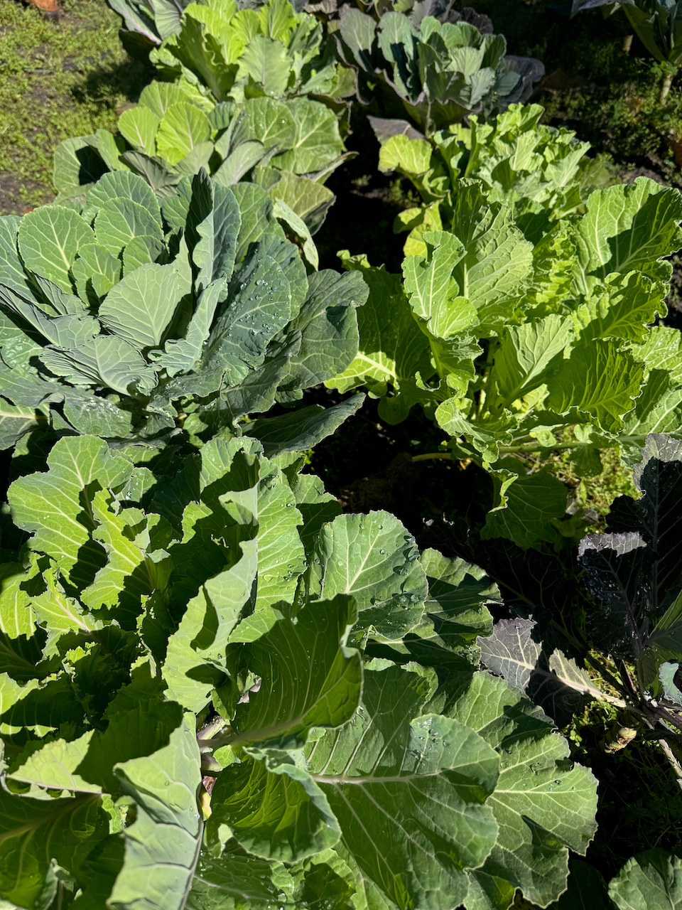 Florida Ultracross Collards
