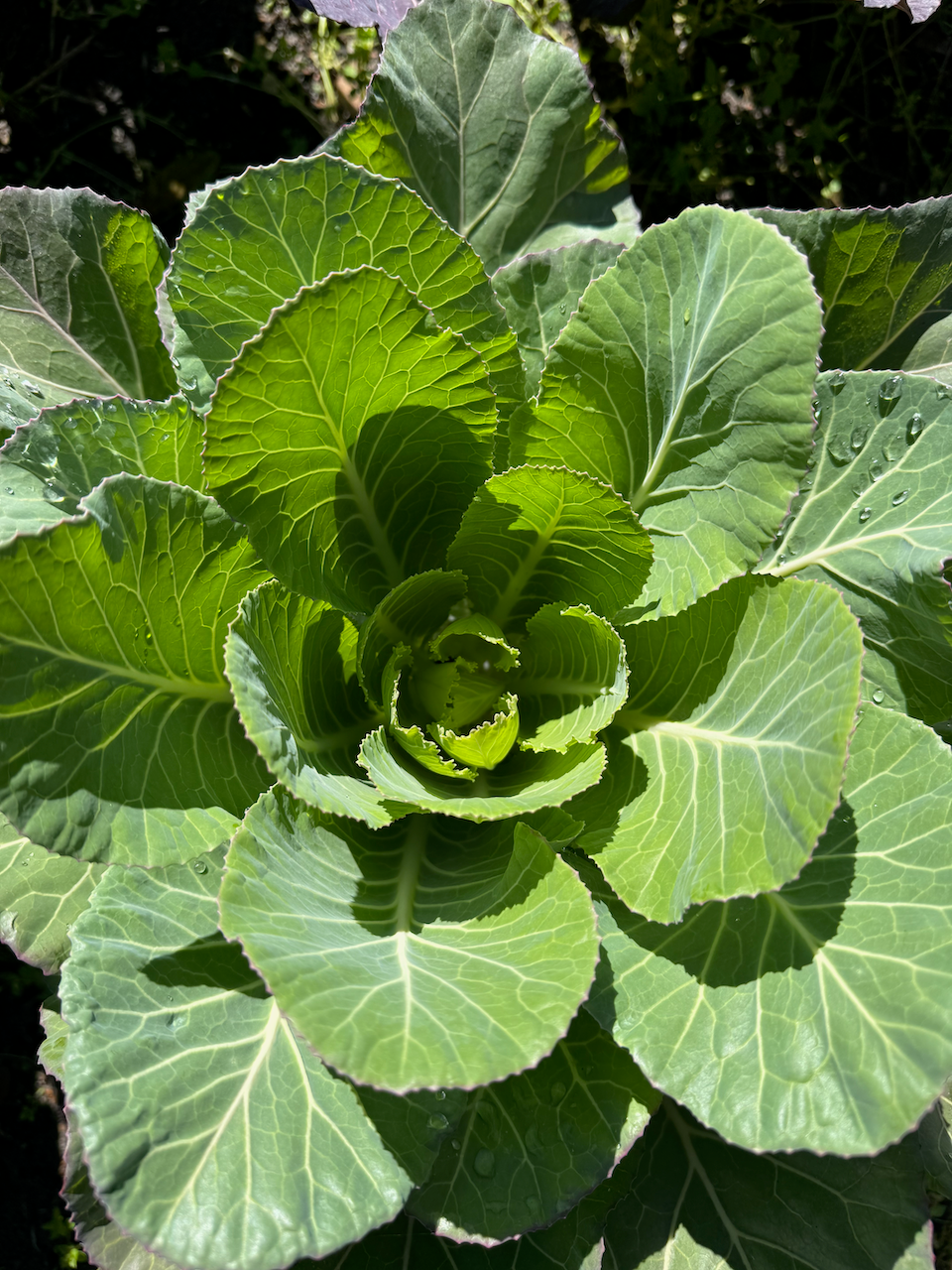Florida Ultracross Collards