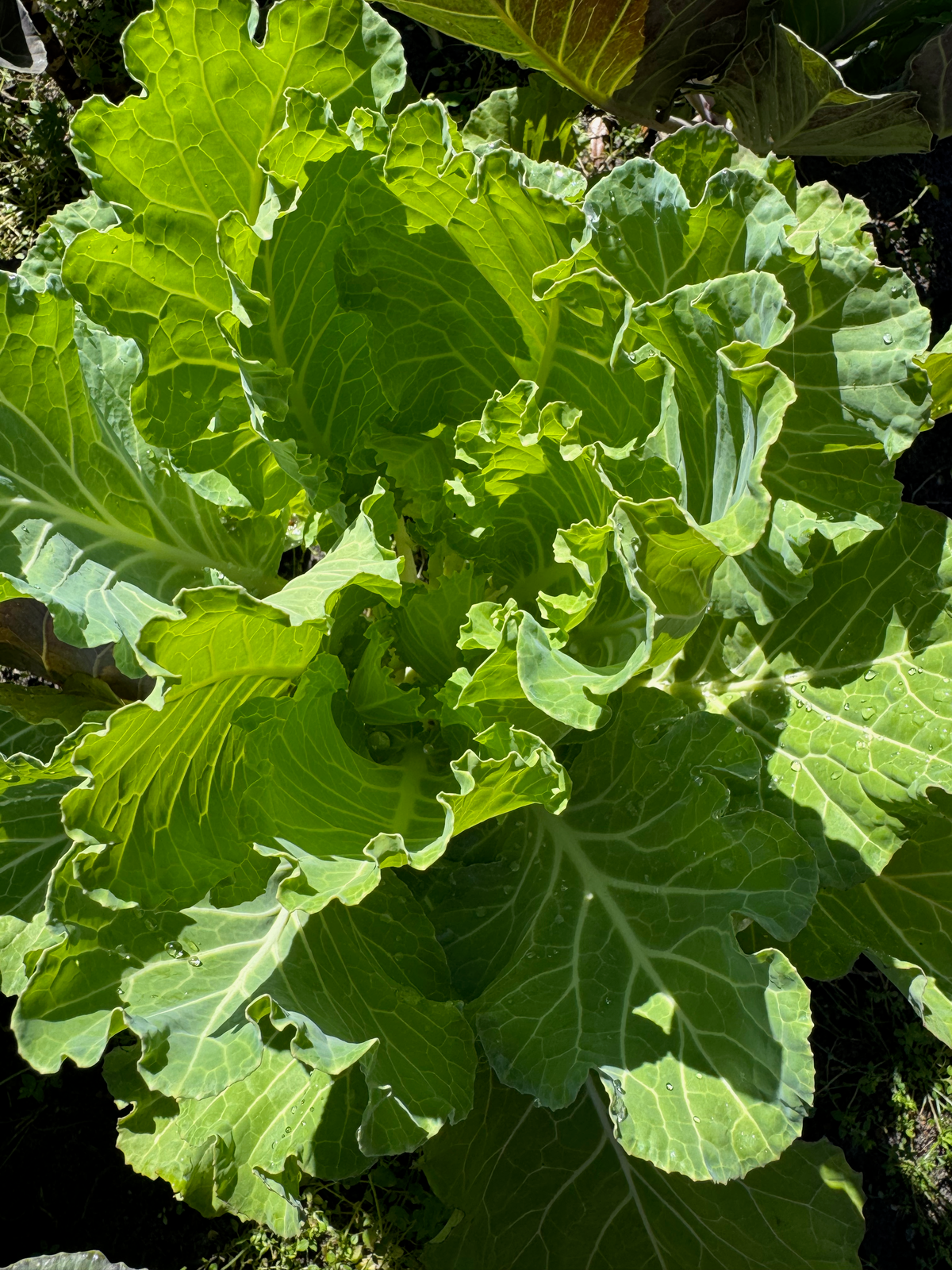 Florida Ultracross Collards