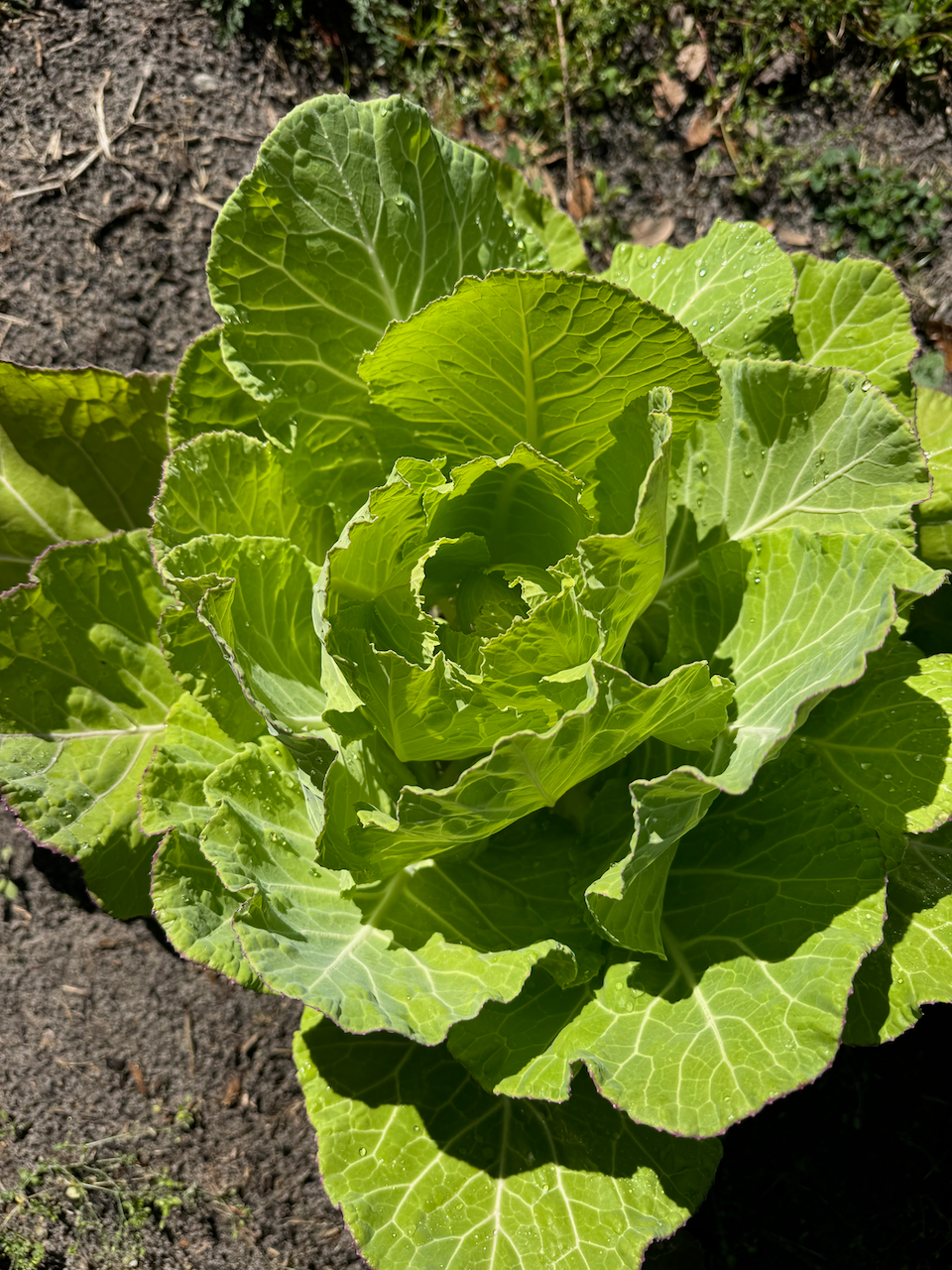 Florida Ultracross Collards