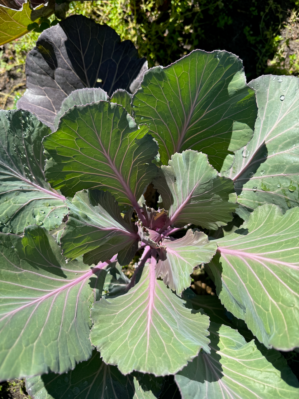 Florida Ultracross Collards