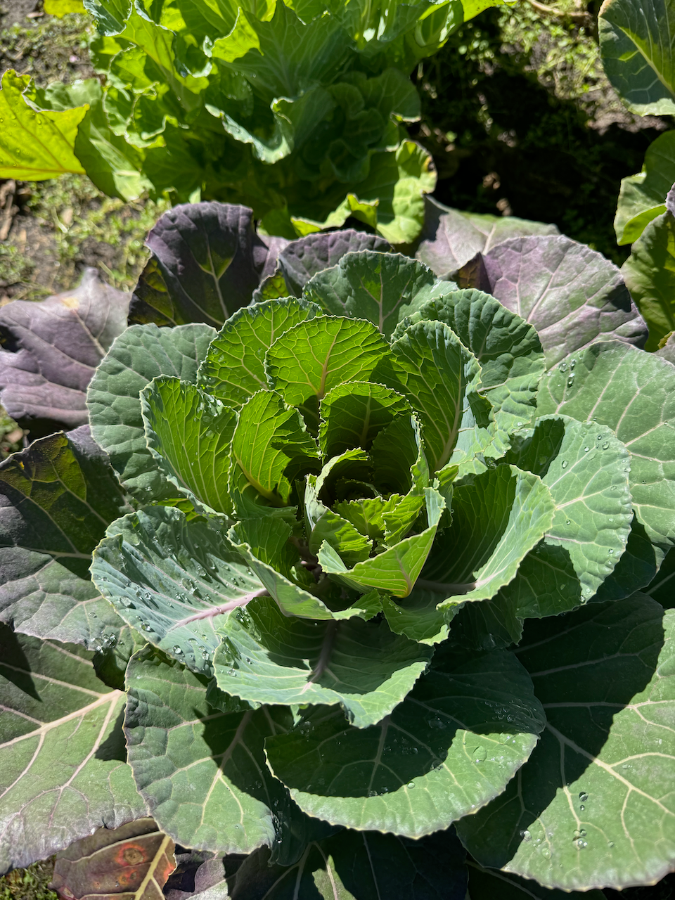 Florida Ultracross Collards