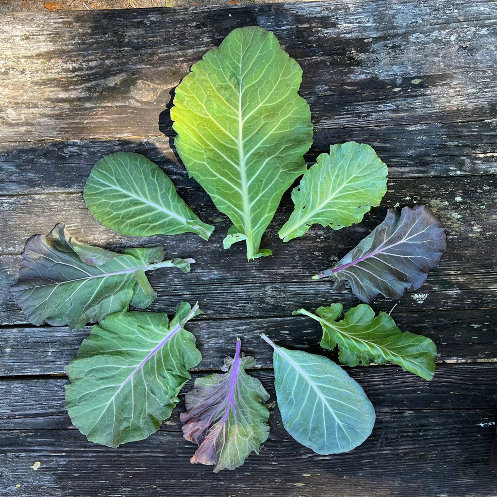 Florida Ultracross Collards