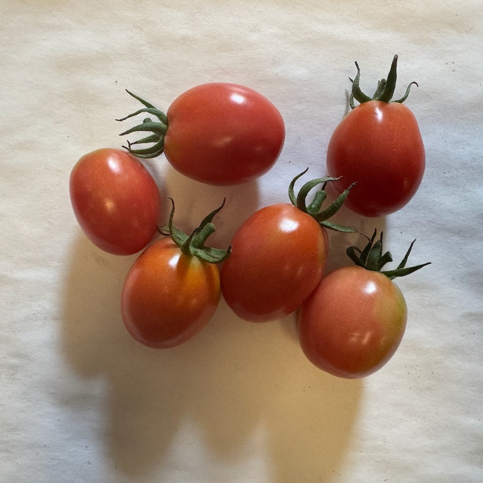 Umberto- Live Plant PRE-ORDER