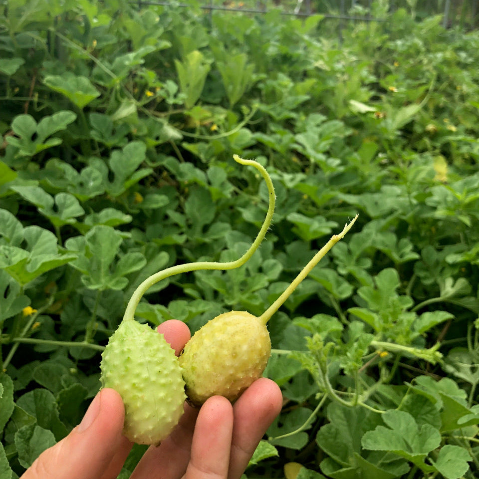 West Indian Burr Gherkin