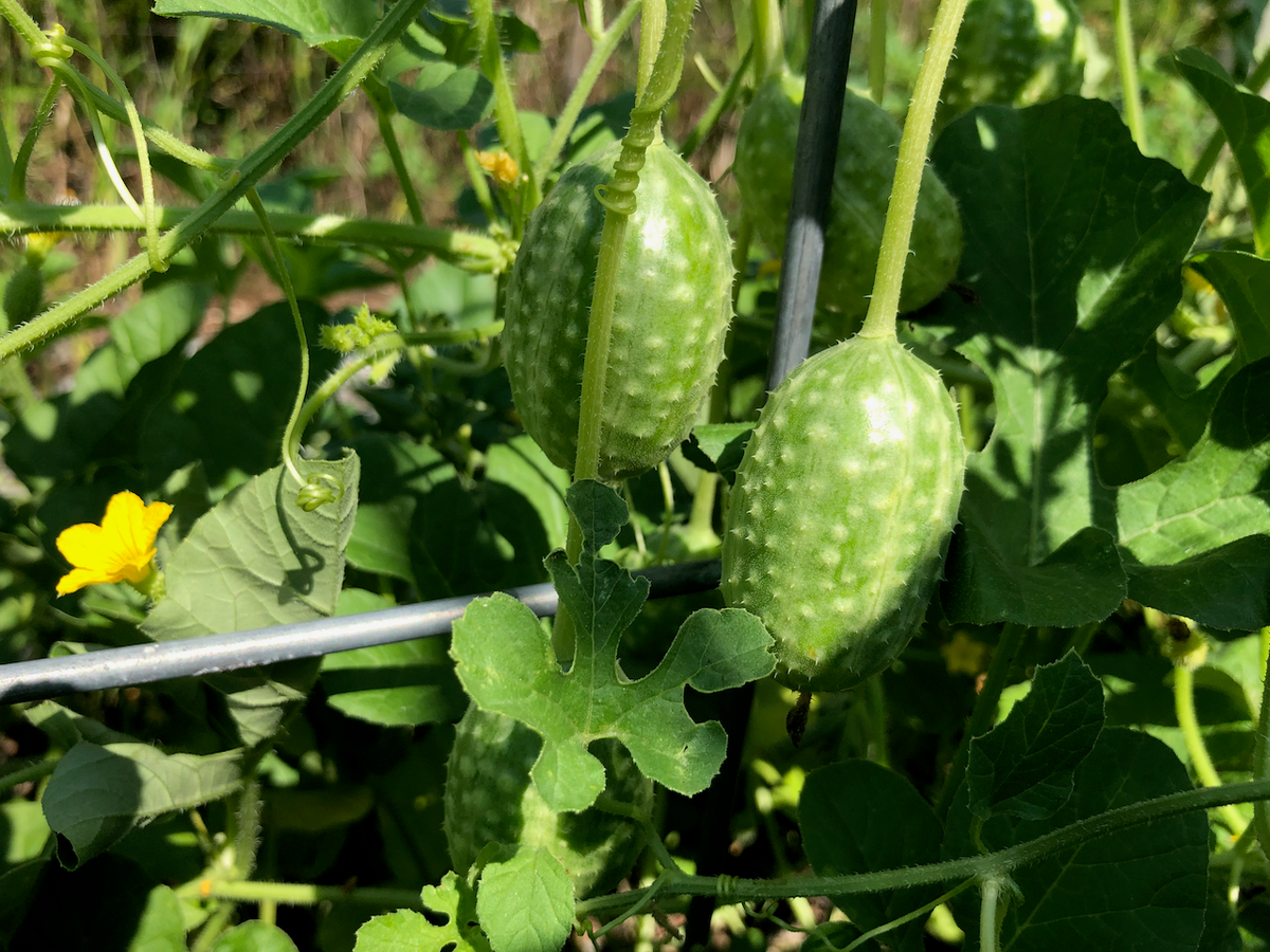 West Indian Burr Gherkin