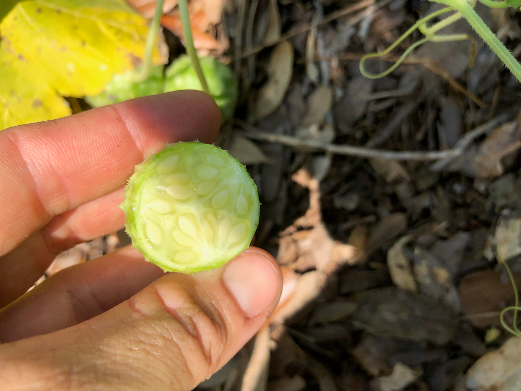 West Indian Burr Gherkin