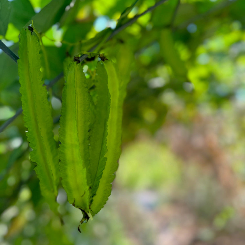Winged Asparagus Bean (pole)