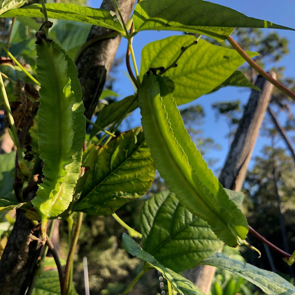 Winged Asparagus Bean (pole)