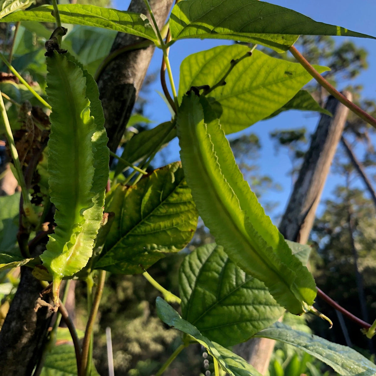 Winged Asparagus Bean (pole)