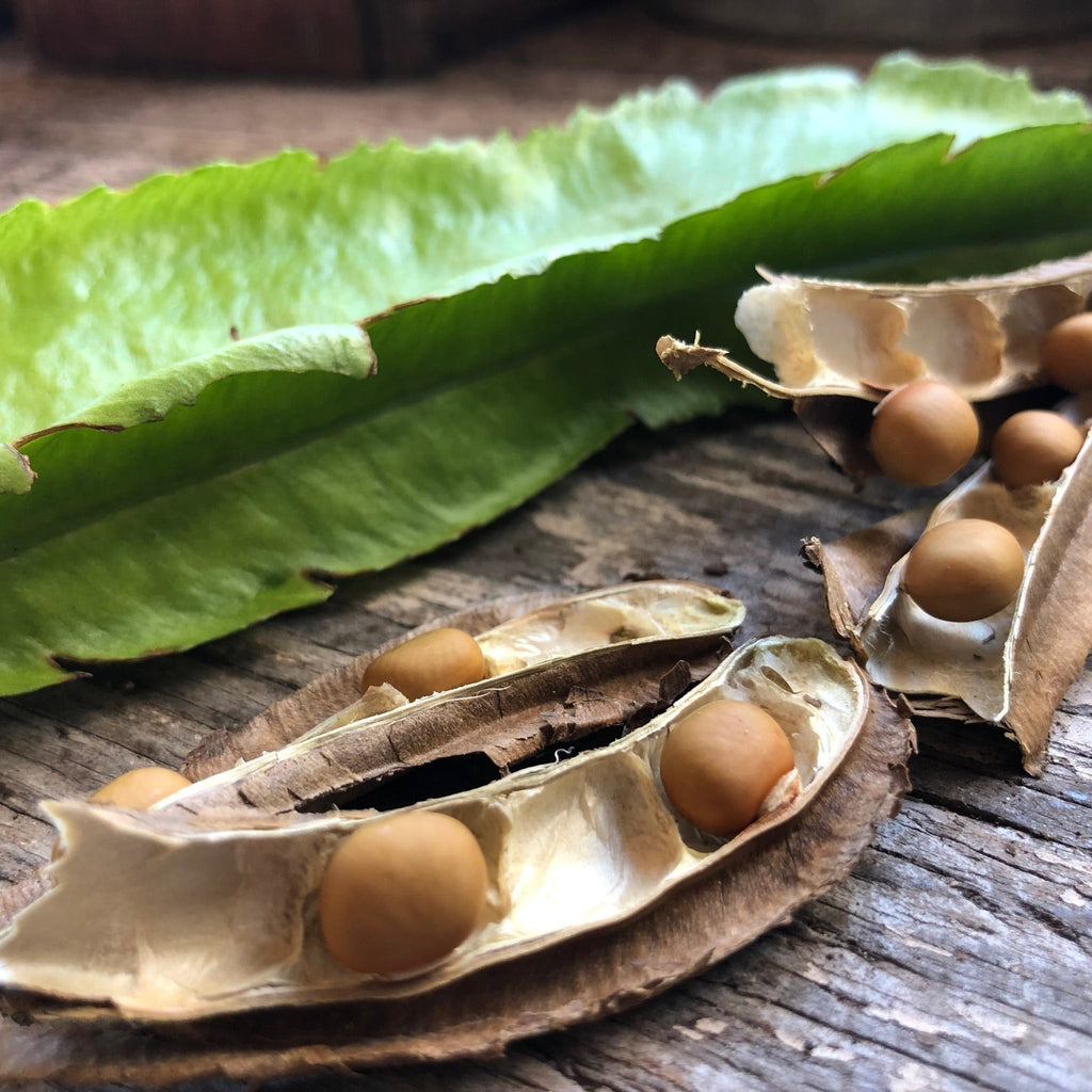 Winged Asparagus Bean (pole)
