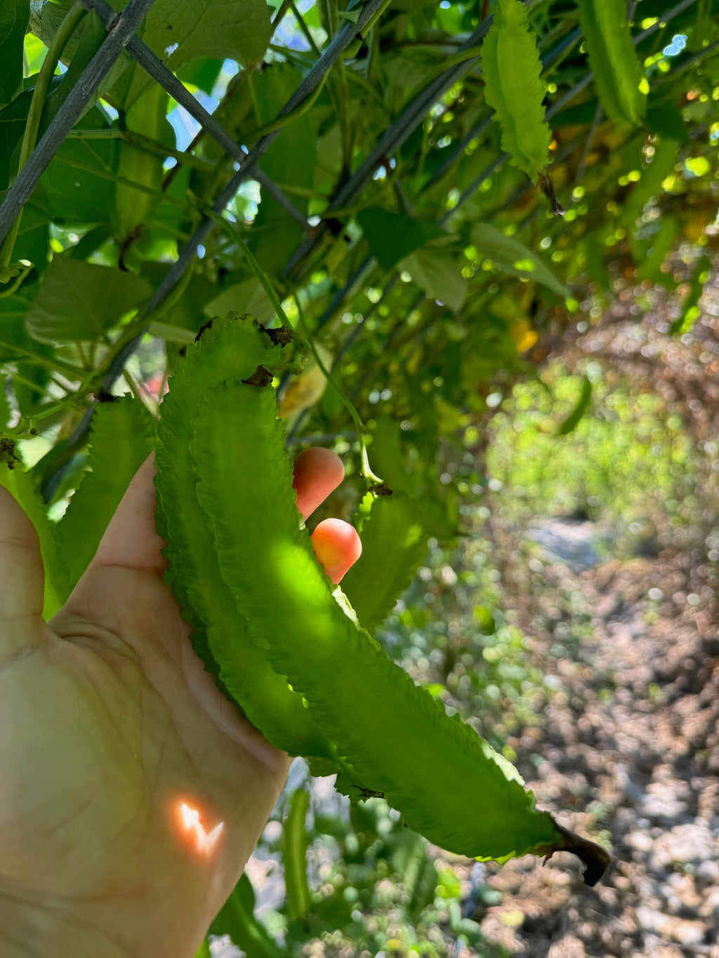 Winged Asparagus Bean (pole)