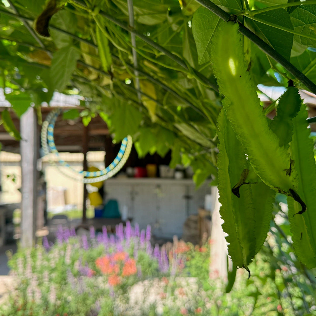 Winged Asparagus Bean (pole)