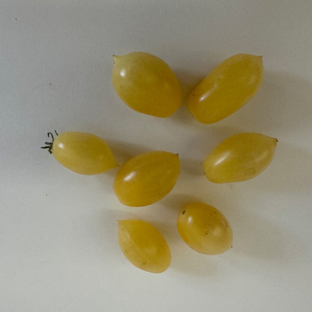 Barry's Crazy Cherry- Live Plant PRE-ORDER