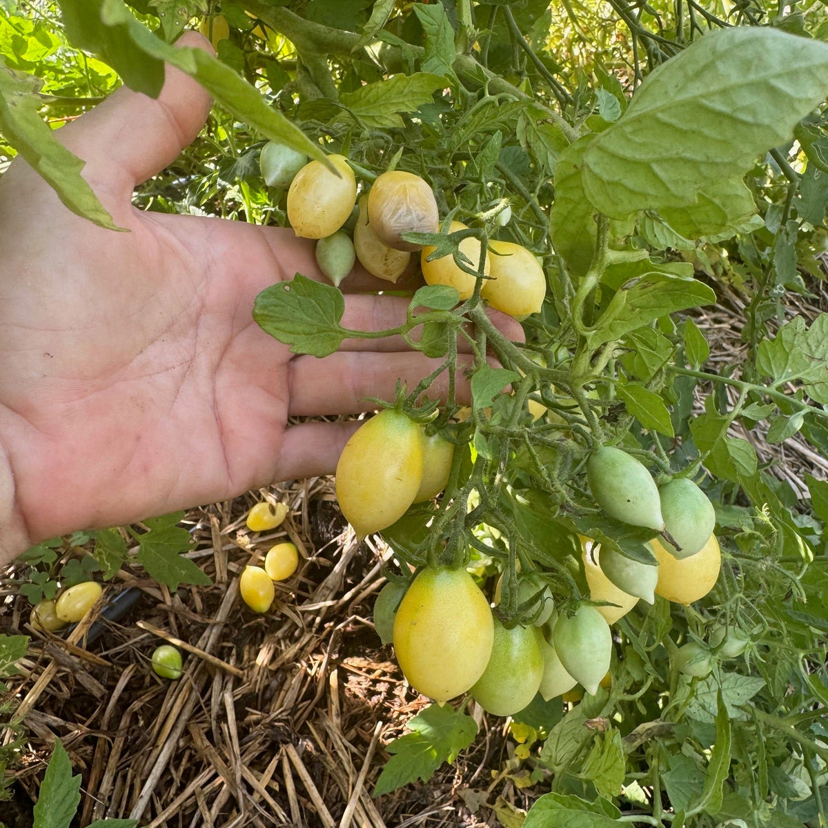 Barry's Crazy Cherry- Live Plant PRE-ORDER