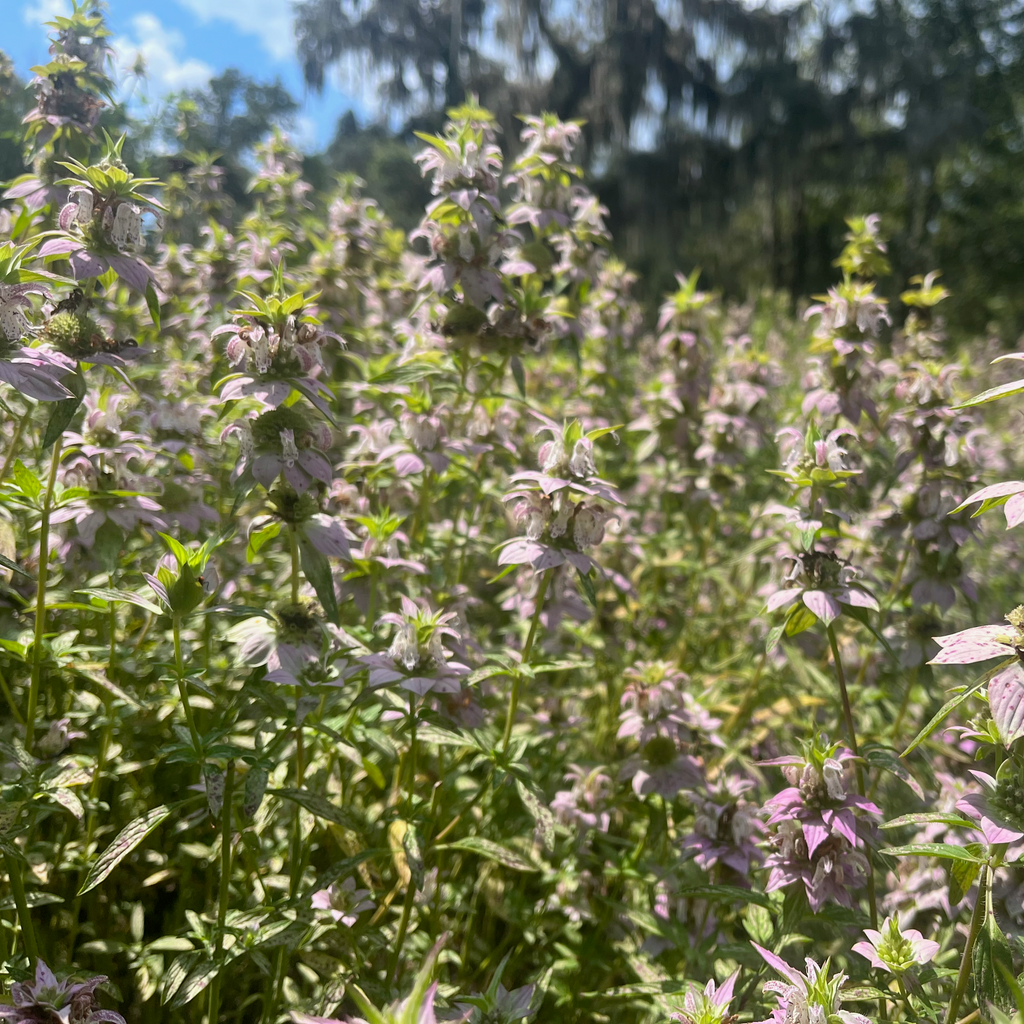 Beebalm / Horsemint