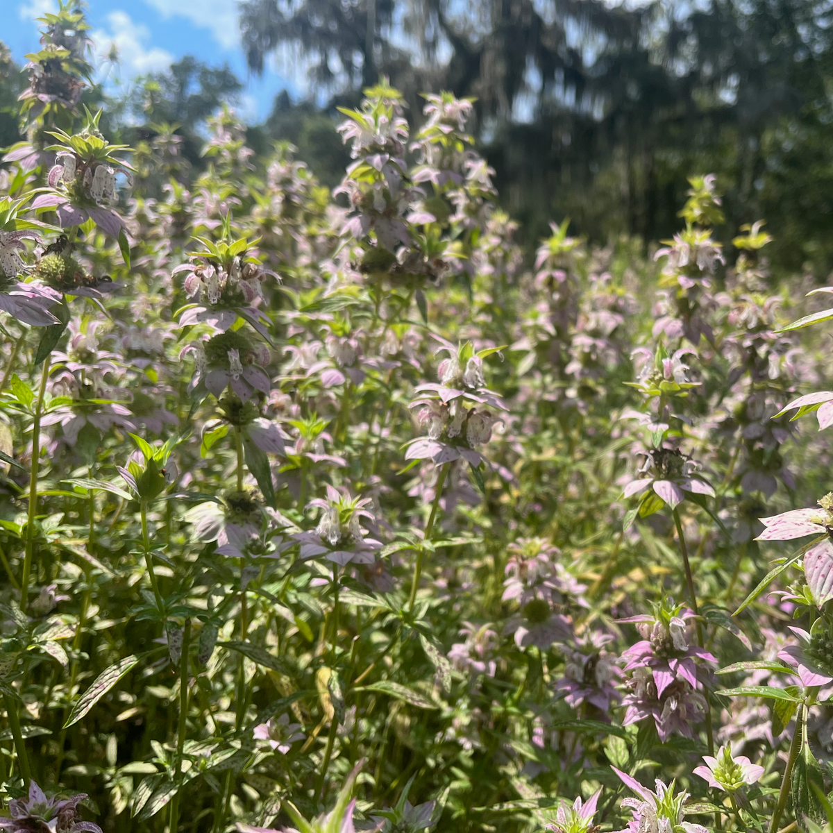 Beebalm / Horsemint