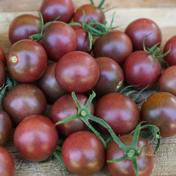 Black Cherry- Live Plant PRE-ORDER