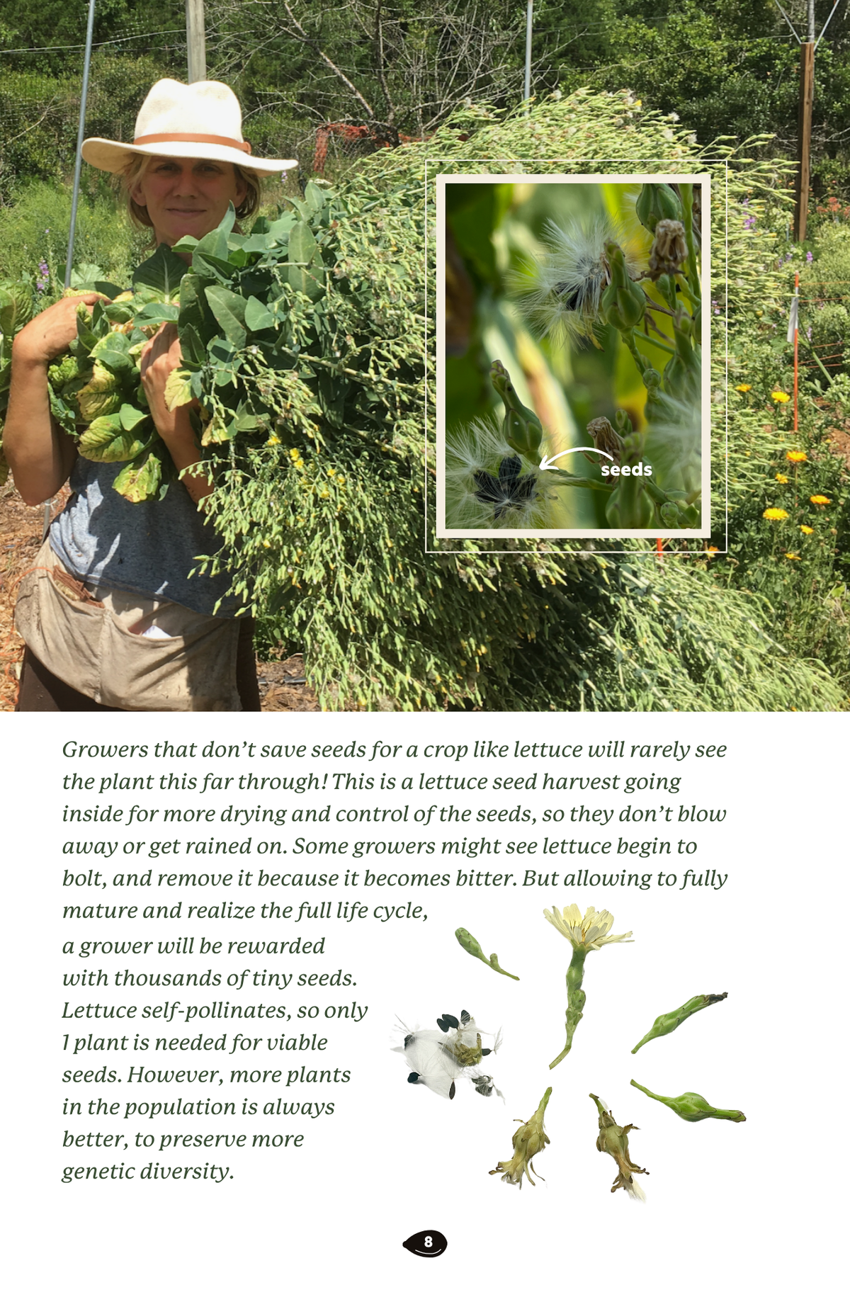 Seed Saving Kit for Home Gardeners