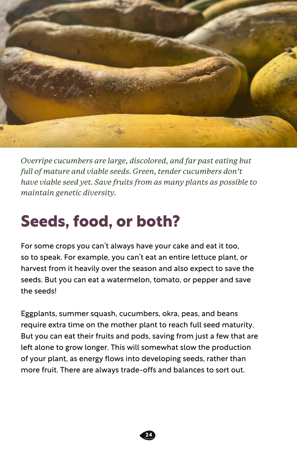 Seed Saving Kit for Home Gardeners