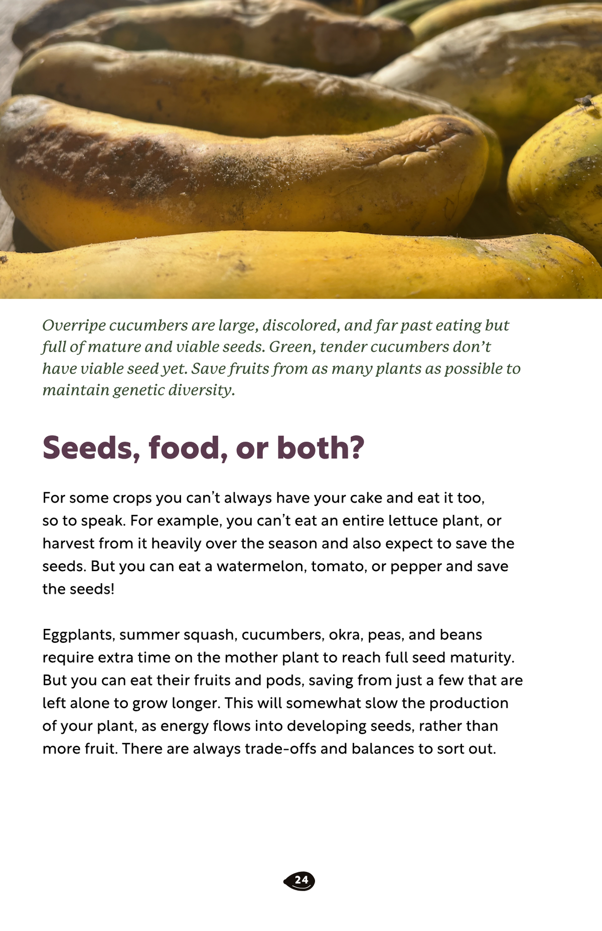 Seed Saving Kit for Home Gardeners