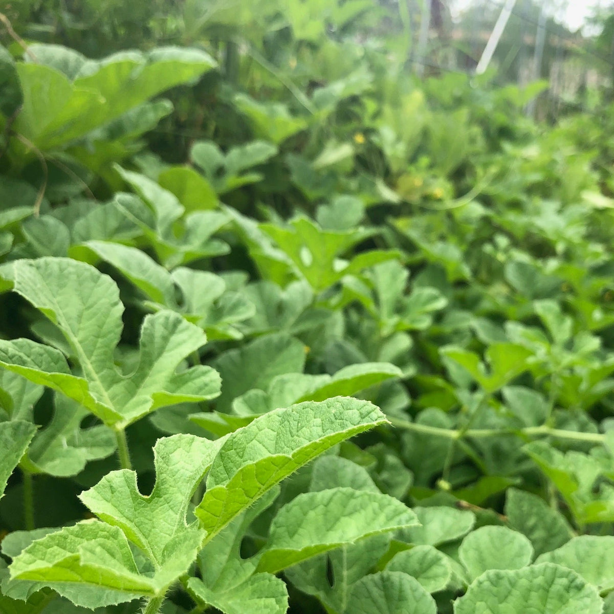 West Indian Burr Gherkin