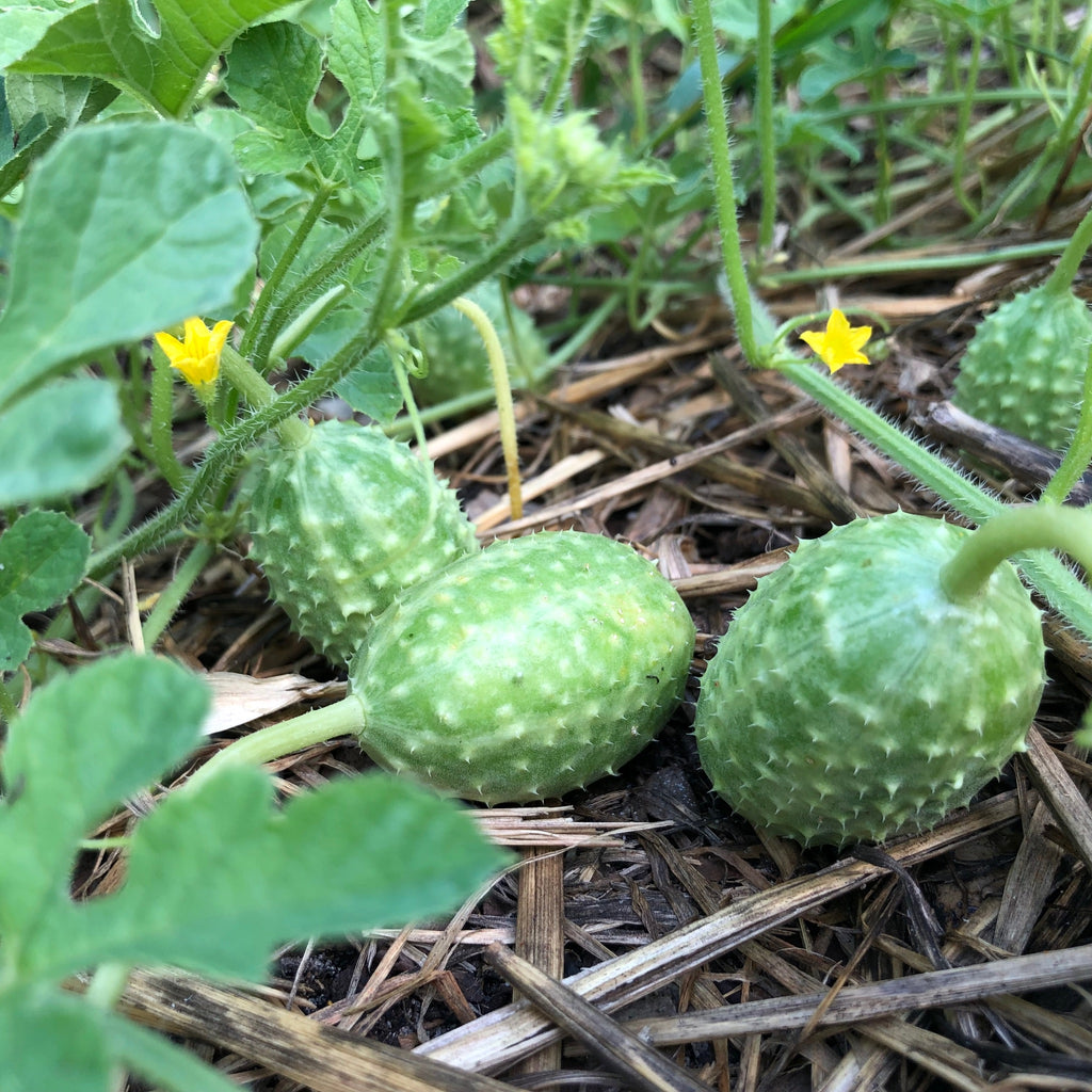 West Indian Burr Gherkin