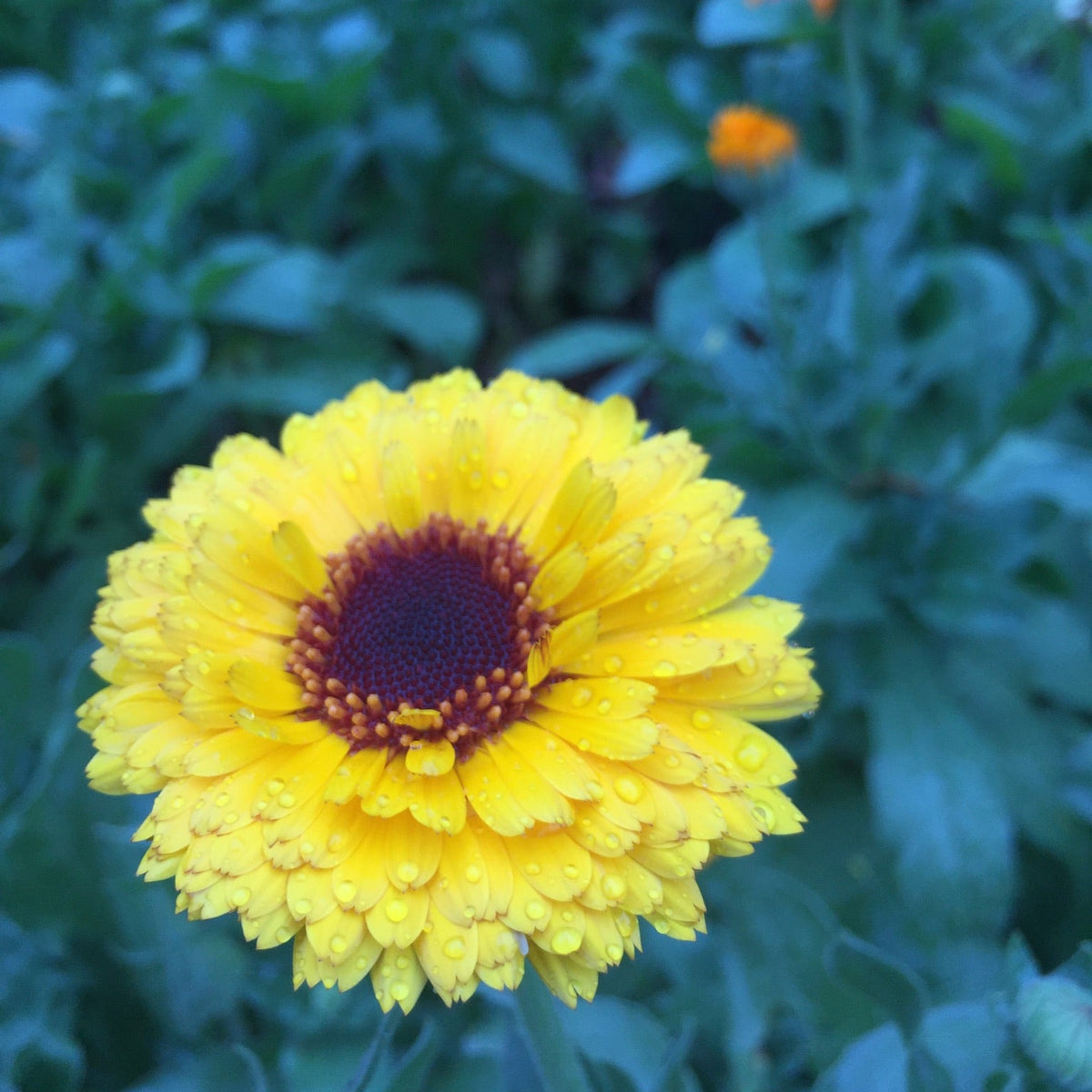 Calendula