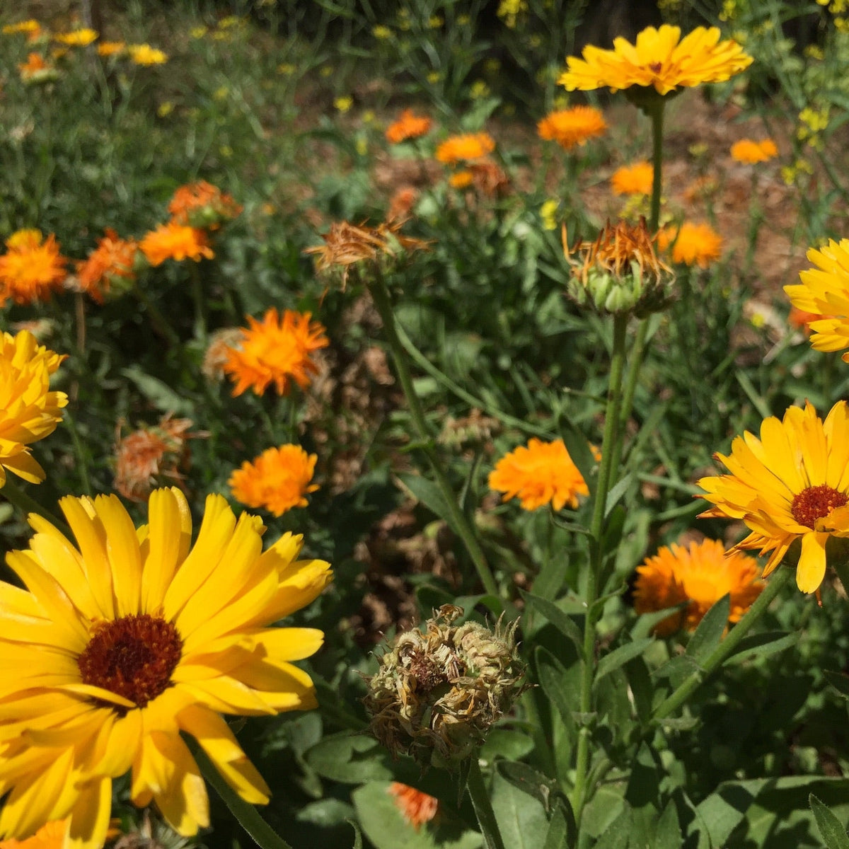 Calendula