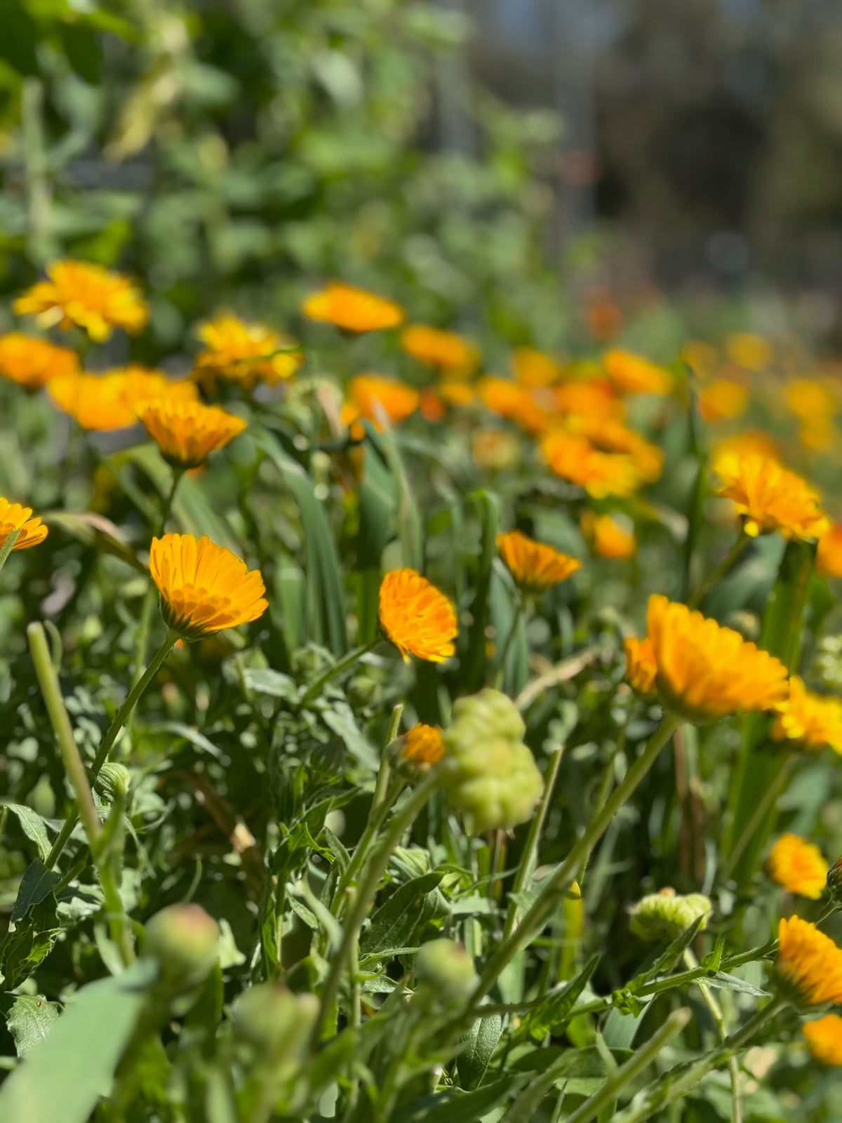 Calendula