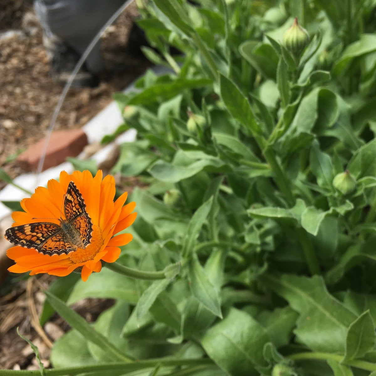 Calendula
