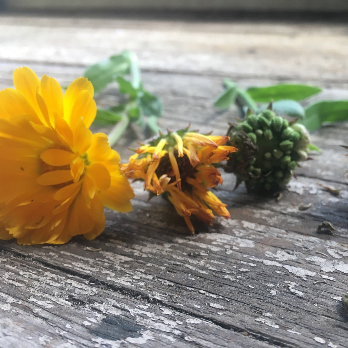 Calendula