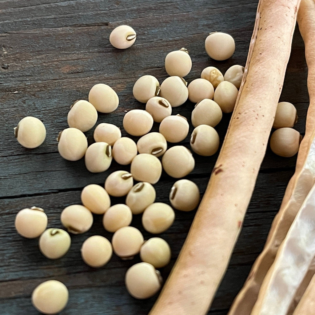 Conch Cowpea (bush)