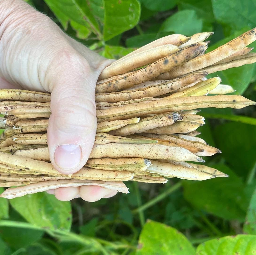 Conch Cowpea (bush)